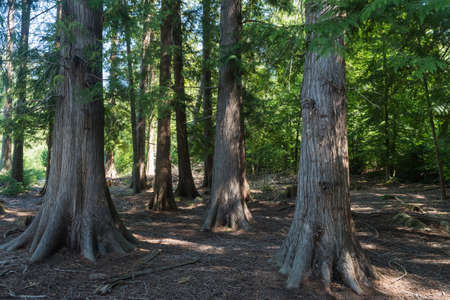 Big thuja trees in a forest at the island Oland in Swedenの写真素材