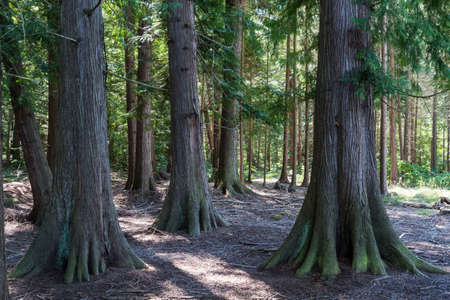 Big planted Thuja trees in a forest at the island Oland in Swedenの写真素材