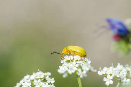 Close up of a yellow beetle on a white flowerの写真素材