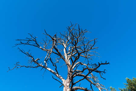 Old dead pine tree skeleton by a blue skyの写真素材