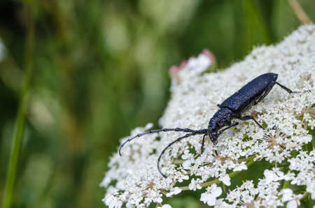 Black longhorn beetle, Capricorn Beetle, close up on a wild carrot flowerの写真素材