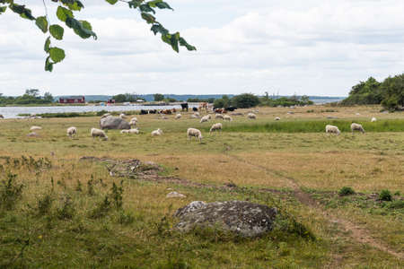Grazing sheep in the nature reserve Halltorps Hage on the swedish island Olandの写真素材