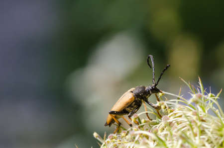 Portrait of a Red-brown Longhorn Beetle sitting on a wild carrot flower