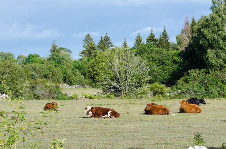Calm view with resting cattle in a forest gladeの写真素材