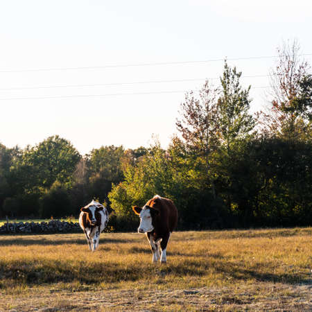 Two backlit young cows in a autumn colored grasslandの写真素材