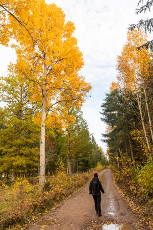 Hiker on a trail with golden aspen trees in the swedish province Smalandの写真素材