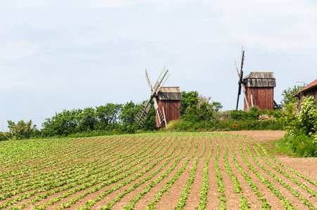Traditional windmills by a farmers field on the swedish island Olandの写真素材