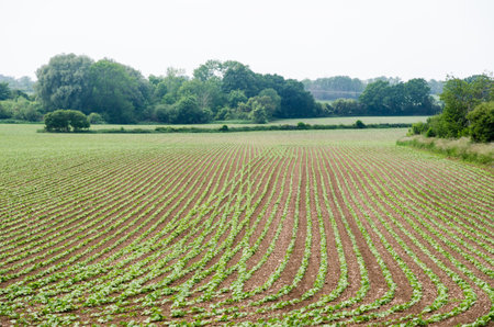 Seedling of beans in a farmers field on the swedish island Olandの写真素材