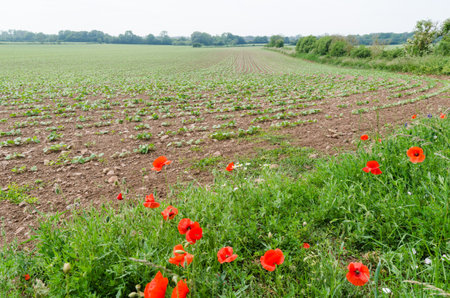 Red poppy flowers by a corn field on the swedish island Olandの写真素材