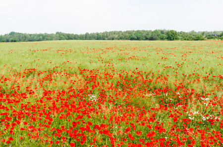 View over blossom red poppies in a farmers corn fieldの写真素材