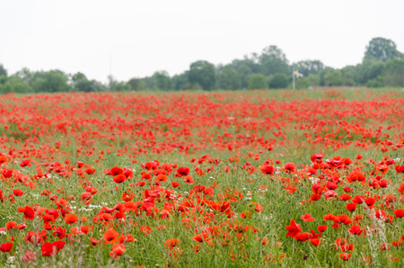 Red poppies all over in a farmers corn fieldの写真素材