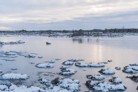 Snow covered grass tufts in a flooded grassland on the island Oland in Swedenの写真素材