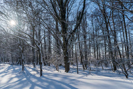 Winter landscape in a snowy and bright forestの写真素材