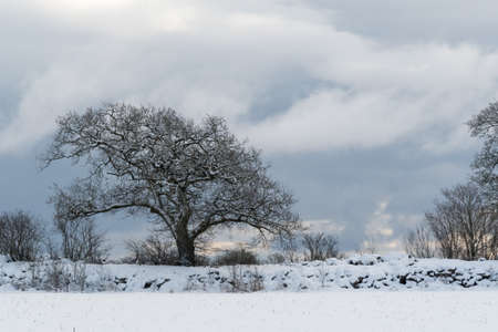 Mighty old oak tree alone in a wintry landscapeの写真素材