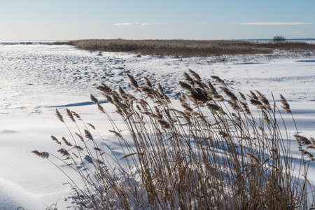 Reeds in a marshland in winter seasonの写真素材