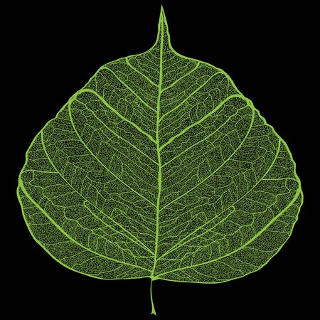 Green leaf skeleton on black backgroundのイラスト素材