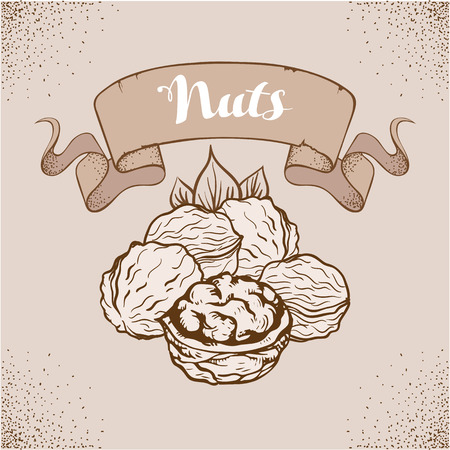 Hand drawn sketch nuts. Vintage background, illustration of natural foodのイラスト素材