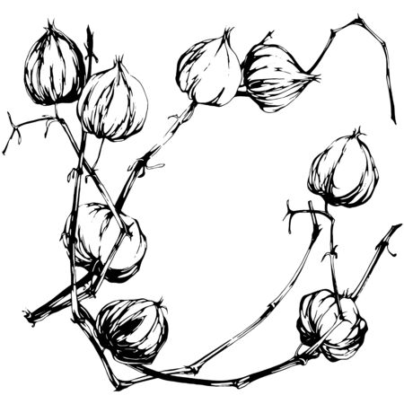 Physalis  illustrationのイラスト素材