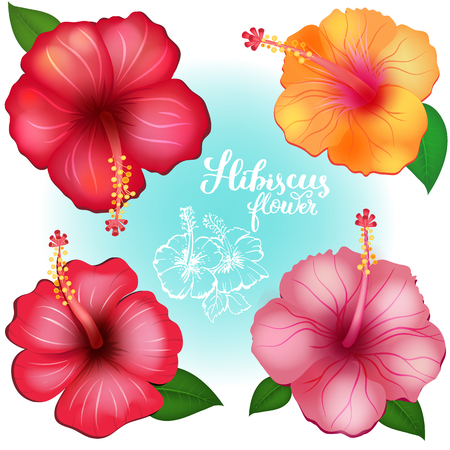 Three colored exotic flowers Hibiscusのイラスト素材