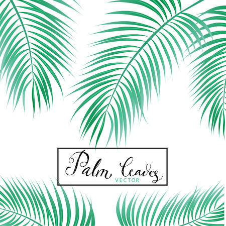 Palm Leavesのイラスト素材