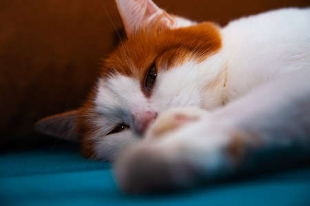Turkish Van Cat white with orange earsの写真素材