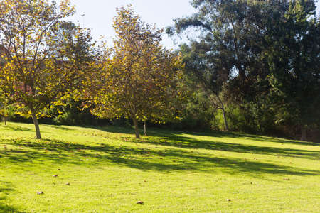 green park with grass and treeの写真素材