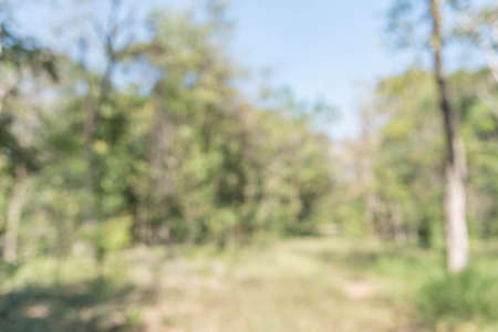 Blurred park with bokeh background from nature forestの写真素材