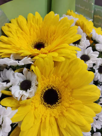 Bouquet of yellow gerberas with white small daisies.の写真素材