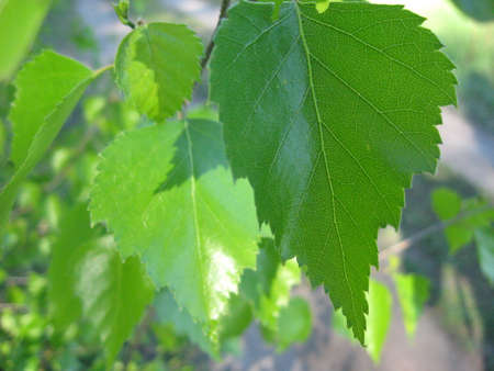 Foliage close upの写真素材