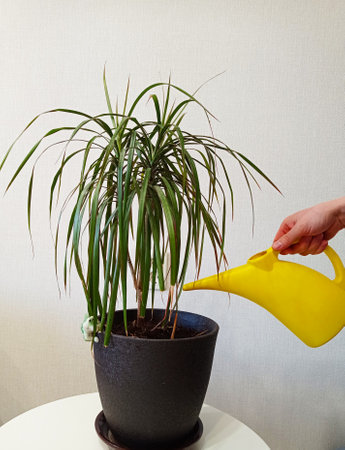 Watering a houseplantの写真素材