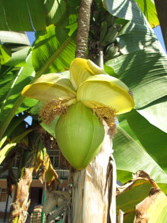 Banana blossomの写真素材