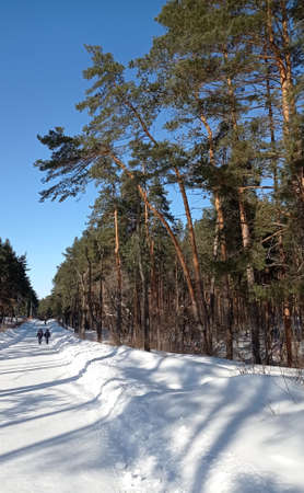 Walk in the winter forestの写真素材