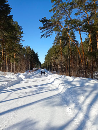 Winter landscape, road in a pine forestの写真素材