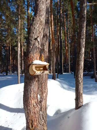 Log bird feeder in winter forestの写真素材