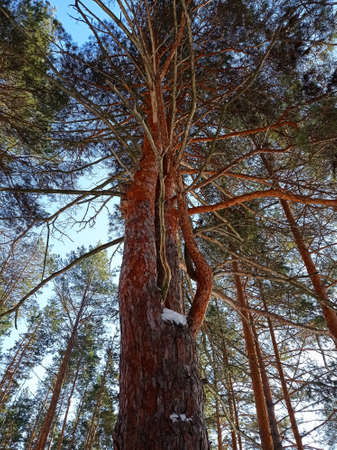 Pine branches, bottom viewの写真素材