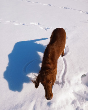 The dog is not white snow, the spaniel is dark brown. Dog on a walk in winterの写真素材