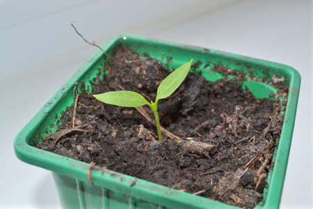 Green sprout in a pot, small sproutの写真素材