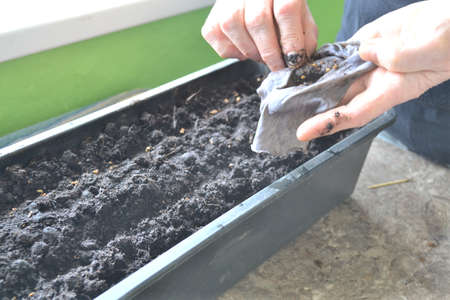 The process of planting seeds in the ground, Hands sow seedsの写真素材