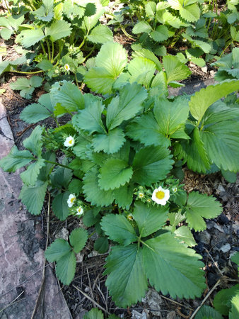 Strawberry bushes with flowersの写真素材