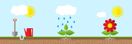 Growing plant in soilのイラスト素材