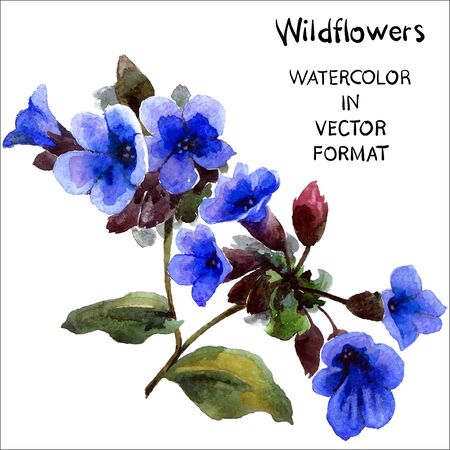 Violets. Watercolor hand painting flower in vector format.のイラスト素材