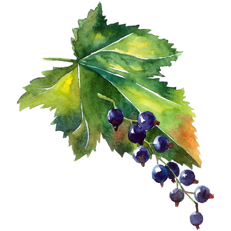 Black currant. Hand painted illustration ob berries and green leafのイラスト素材