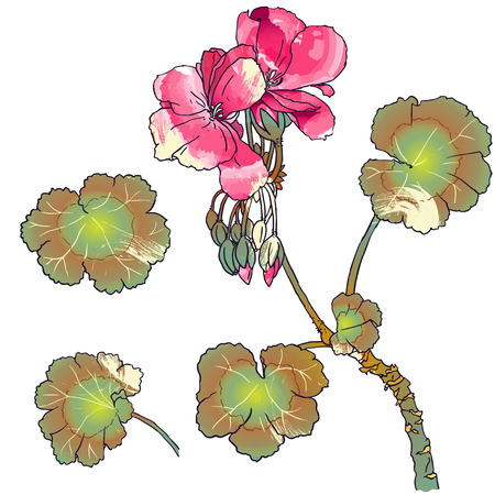 Hand drawn botanical illustration of geranium with flowers, buds, leaves. With painting effects. Vector format.のイラスト素材