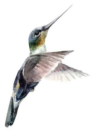 Watercolor paintied flying hummingbird. Hand drawn artistic illustration.の写真素材