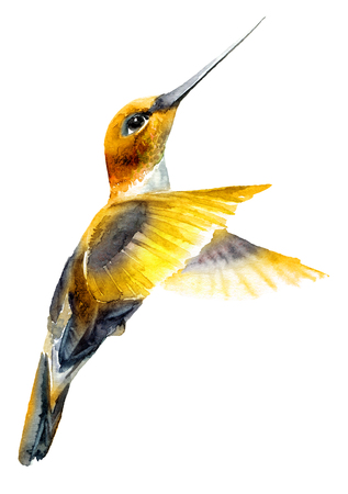 Watercolor flying hummingbirdの写真素材