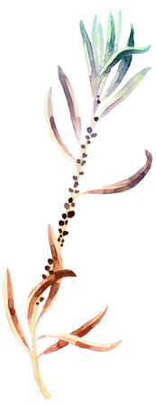 Watercolor painted meadow plantの写真素材