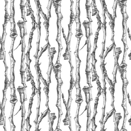 Botanical sketch of poplar branches without leaves. Drawing by ballpoint pen. Seamless pattern.の写真素材