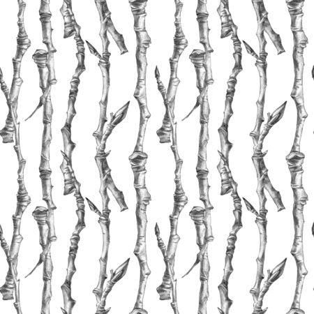 Botanical sketch of poplar branches without leaves. Drawing by ballpoint pen. Seamless pattern.の写真素材