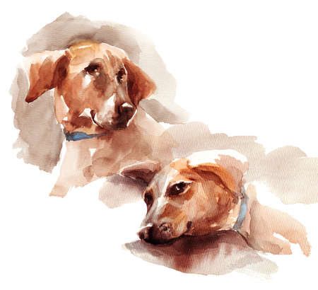 Watercolor portrait of two brown big dogs - hand drawn sketch on white backgroundの写真素材