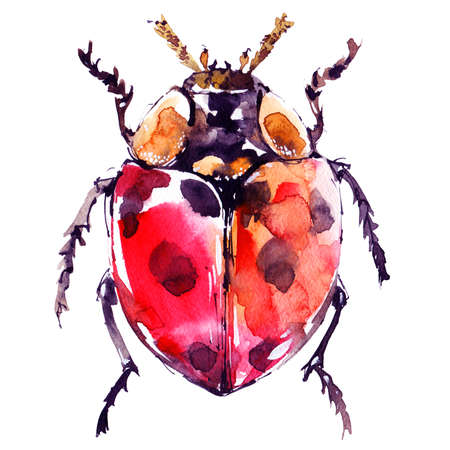 Watercolor illustration - colored sketch of ladybug on white background. Artistic hand-drawn poster print.の写真素材